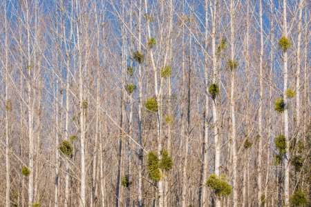 Téléchargez les photos : Arbres en forêt au printemps ensoleillé - en image libre de droit