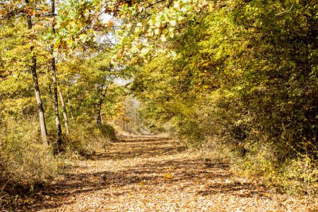 Téléchargez les photos : Paysage de parc d'automne avec des arbres - en image libre de droit