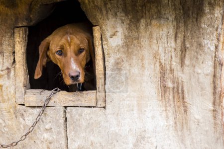 Photo for Hunting dog in a wooden house - Royalty Free Image