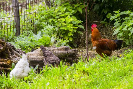 Foto de Roster y pollos en jardín verde - Imagen libre de derechos