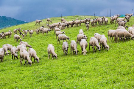 Photo for Sheep grazing on green meadow - Royalty Free Image