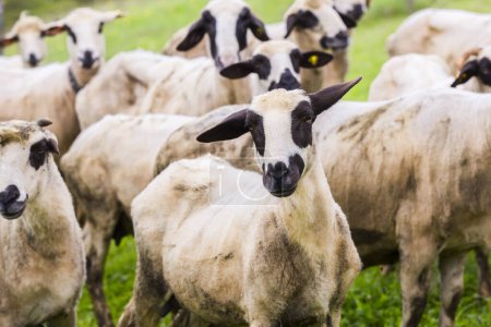 Téléchargez les photos : Pâturage de moutons sur prairie verte - en image libre de droit