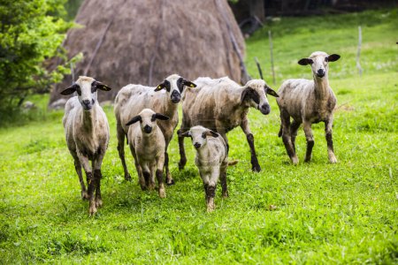 Téléchargez les photos : Pâturage de moutons sur prairie verte - en image libre de droit