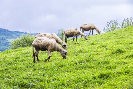 Photo for Sheep grazing on green meadow - Royalty Free Image