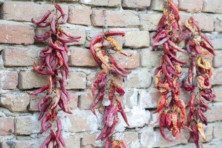 Photo for Dried red hot peppers on the wall. Traditional drying paprika for spice and powder. - Royalty Free Image