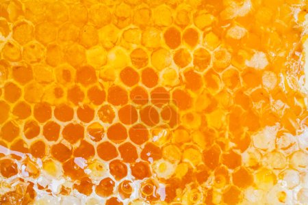 Téléchargez les photos : Pollen de fleurs et miel doux - en image libre de droit
