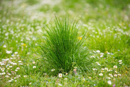 Foto de Un césped de hierba verde en primavera - Imagen libre de derechos