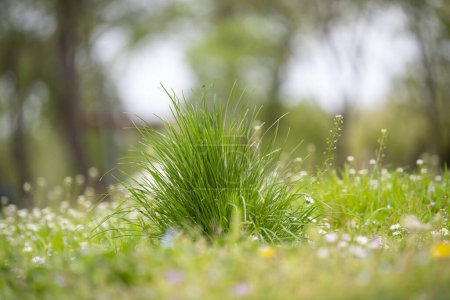 Foto de Un césped de hierba verde en primavera - Imagen libre de derechos