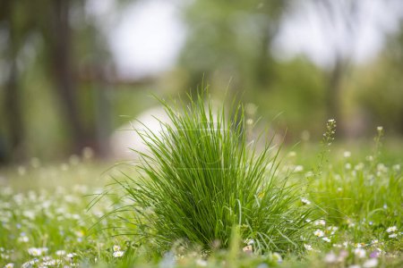 Téléchargez les photos : Un gazon d'herbe verte au printemps - en image libre de droit