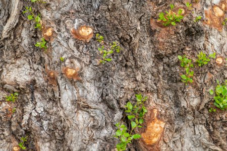 Photo for Tree bark texture as background - Royalty Free Image