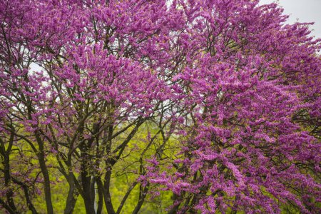Foto de Un hermoso árbol con flores rosadas en el parque en un día de primavera. Árbol floreciendo con flores rosadas - Imagen libre de derechos
