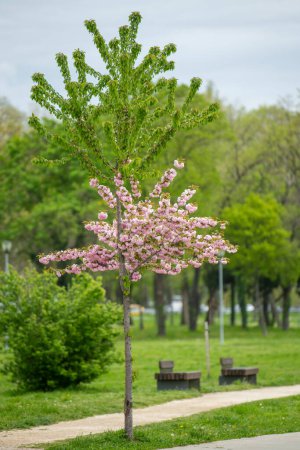 Téléchargez les photos : Un bel arbre aux fleurs roses dans le parc un jour de printemps. Arbre fleurissant avec des fleurs roses - en image libre de droit