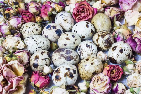 Photo for Natural and organic quail eggs - Royalty Free Image