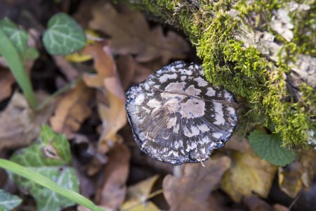 Photo for Mushroom in a forest in autumn - Royalty Free Image
