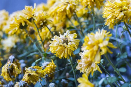 Photo for Blooming yellow Mums or Chrysanthemums with rain drops, autumn flower background - Royalty Free Image