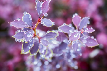 Téléchargez les photos : Petite feuille d'automne avec goutte de pluie. Concentration sélective - en image libre de droit