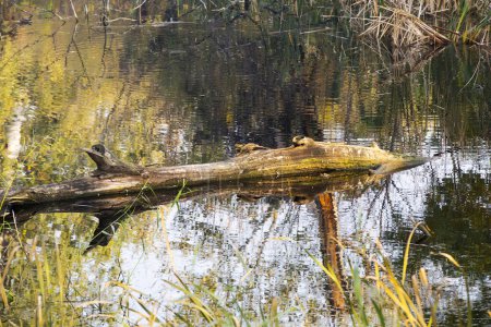 Téléchargez les photos : Lac dans la forêt d'automne. Beau fond nature
. - en image libre de droit