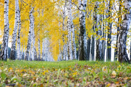 Téléchargez les photos : Rangée de bouleaux aux feuilles jaunes d'automne - en image libre de droit