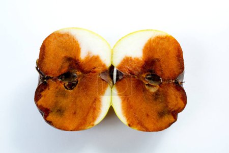 Foto de Manzanas podridas. manzanas podridas - Imagen libre de derechos