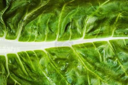 Photo for Garden fresh Swiss chard (silverbeet) leaves - Royalty Free Image
