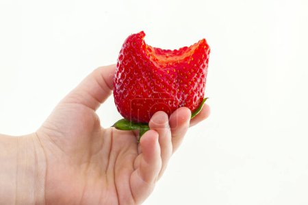Téléchargez les photos : Grande fraise à la main de l'enfant. Isolé sur blanc - en image libre de droit