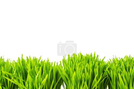 Téléchargez les photos : Fond de gouttes de rosée sur herbe vert vif - en image libre de droit