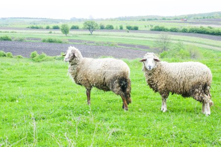 Photo for Two sheep on the meadow - Royalty Free Image