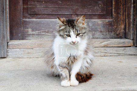 Foto de Un gato sentado frente a una puerta - Imagen libre de derechos
