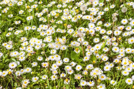 Téléchargez les photos : Marguerites fleurs sur l'herbe verte - en image libre de droit