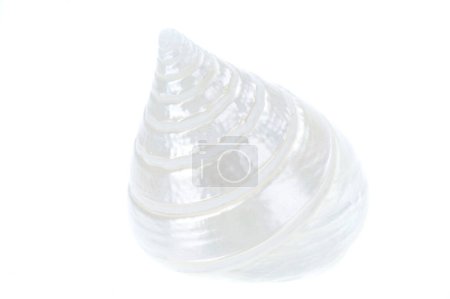 Photo for Seashell isolated on a white background - Royalty Free Image