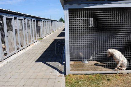 Foto de Novi Sad - 11 de mayo de 2015: Un refugio para perros cerca de Novi Sad 11 de mayo, Sebia - Imagen libre de derechos
