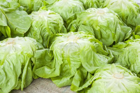 Photo for Fresh green salad lettuce - Royalty Free Image