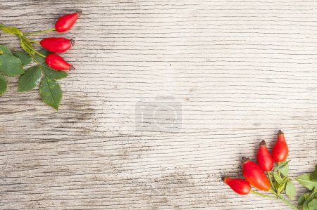 Photo for Dog-rose isolated on wooden background - Royalty Free Image