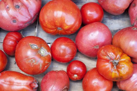 Photo for Organic tomatoes isolated on wooden background - Royalty Free Image