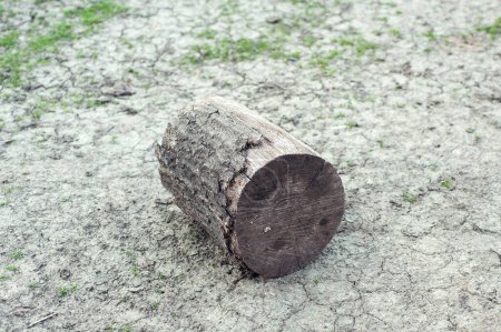 Téléchargez les photos : Souche de bois dans le pays - en image libre de droit