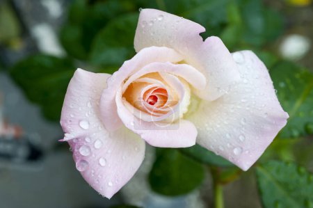 Photo for Beautiful rose with water drops in garden - Royalty Free Image