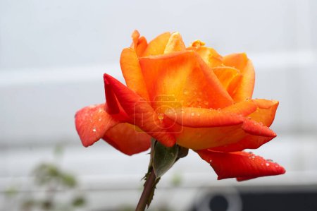 Téléchargez les photos : Belle rose avec gouttes d'eau dans le jardin - en image libre de droit