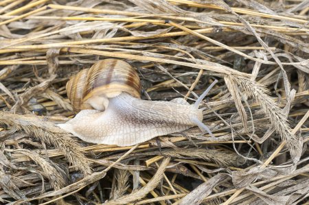 Téléchargez les photos : Escargot marche sur l'herbe est sec - en image libre de droit
