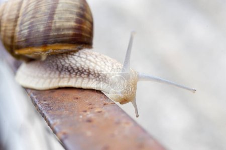 Téléchargez les photos : Gros plan de l'escargot sur le fer - en image libre de droit