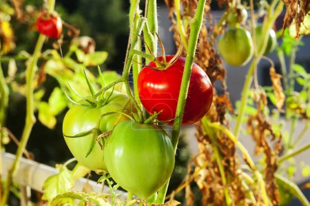 Téléchargez les photos : Tomates biologiques fraîches sur une tige. - en image libre de droit