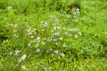 Téléchargez les photos : Prairie de fleurs de printemps en journée - en image libre de droit