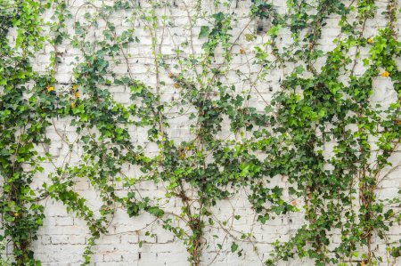 Téléchargez les photos : Ficus pumila escalade sur mur blanc - en image libre de droit