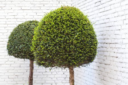 Téléchargez les photos : Forme géométrique Buissons près du mur de briques - en image libre de droit