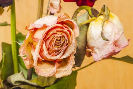 Téléchargez les photos : Roses sèches et pétales isolés sur fond blanc - en image libre de droit