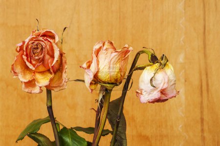 Foto de Rosas secas y pétalos de fondo aislados en blanco - Imagen libre de derechos