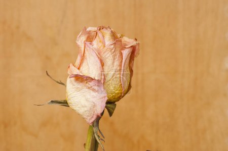 Foto de Fondo de rosa y pétalos secos aislados en blanco - Imagen libre de derechos