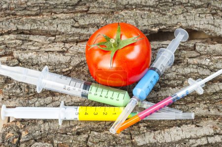 Foto de Organismo modificado genéticamente - tomate maduro con jeringas - Imagen libre de derechos