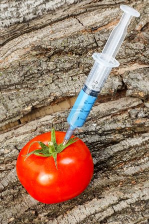 Foto de Organismo modificado genéticamente - tomate maduro con jeringas - Imagen libre de derechos
