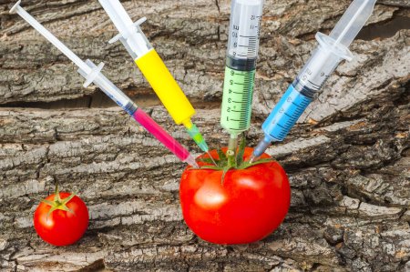 Photo for Genetically modified organism - ripe tomato with syringes - Royalty Free Image