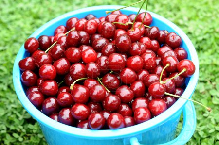 Photo for Sweet red cherries in bowl - Royalty Free Image